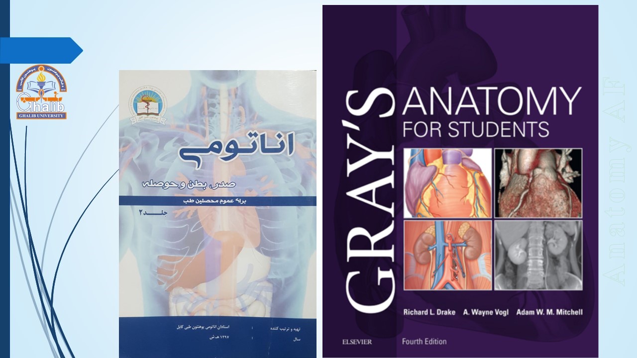 Anatomy Of Thorax Abdomen And Pelvis Ghalib